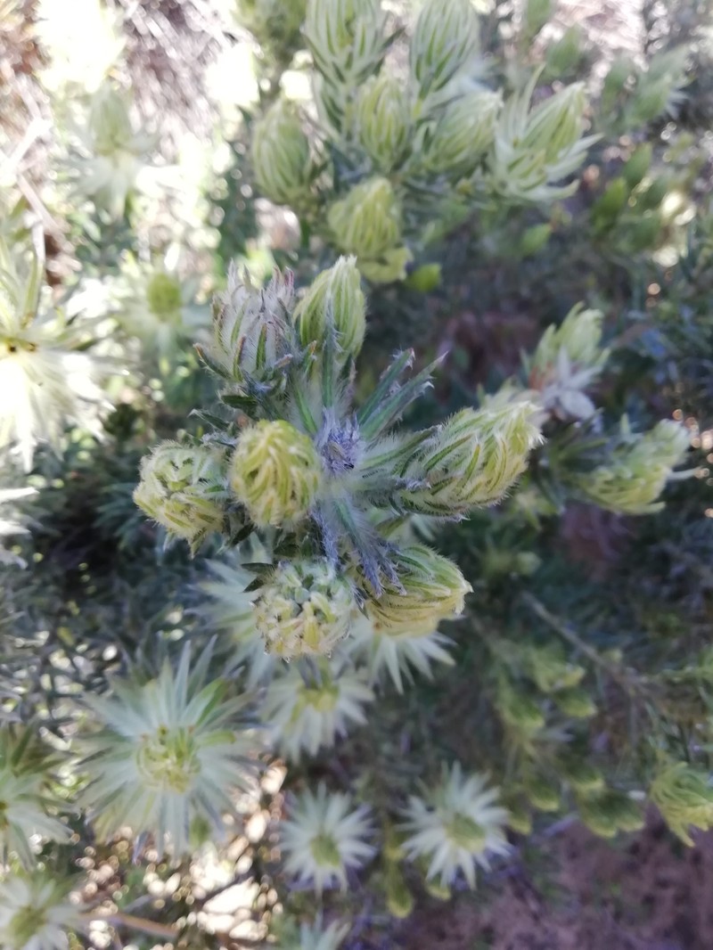 Phylica plumosa var. squarrosa