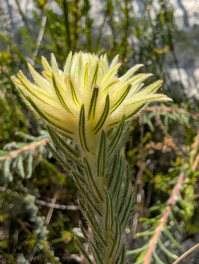 Phylica pubescens var. orientalis