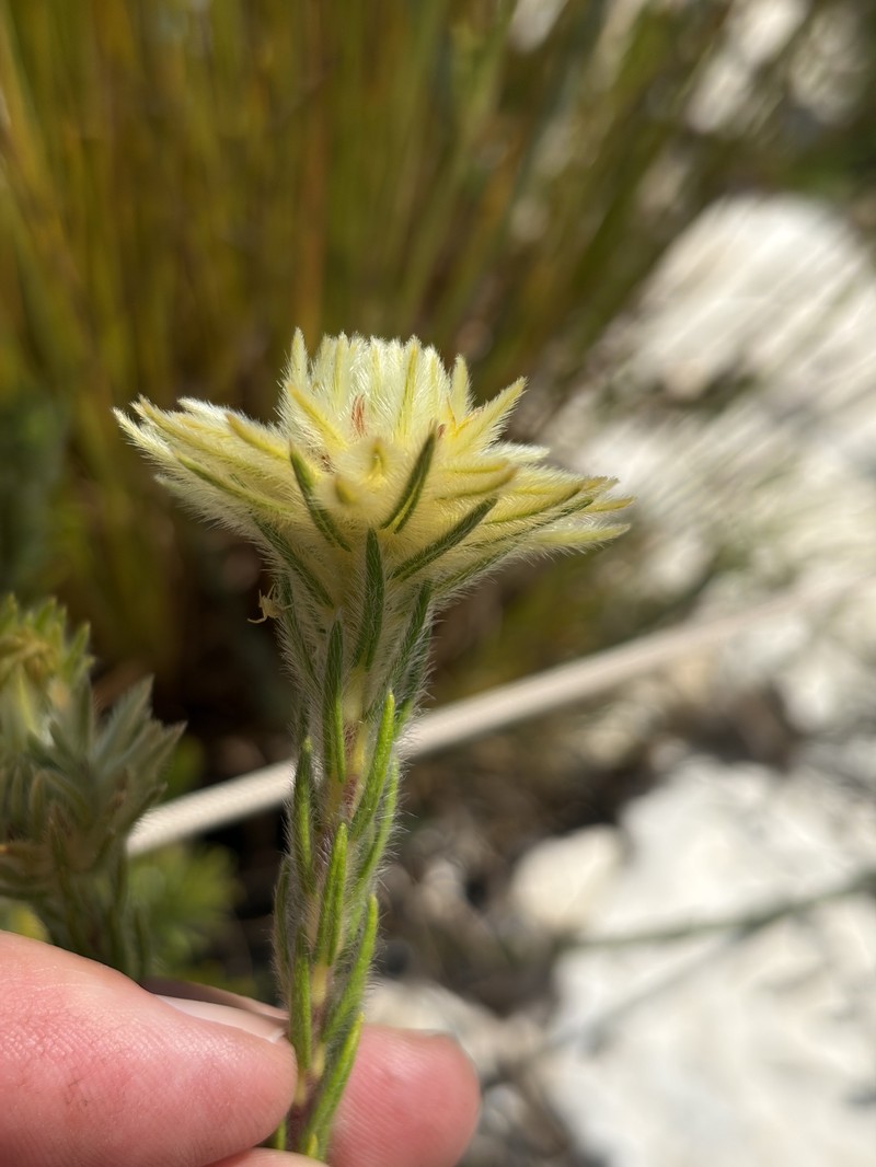 Phylica pubescens var. orientalis photo 2