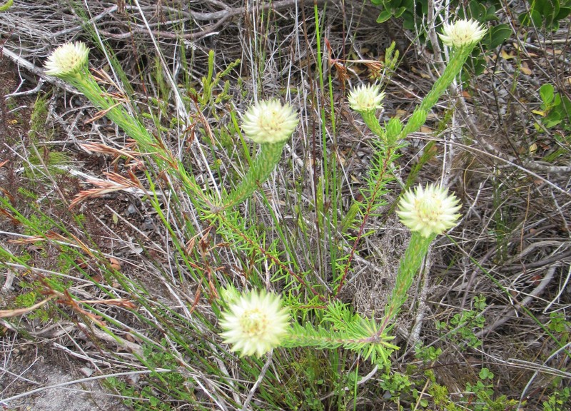 Phylica pubescens var. orientalis photo 3