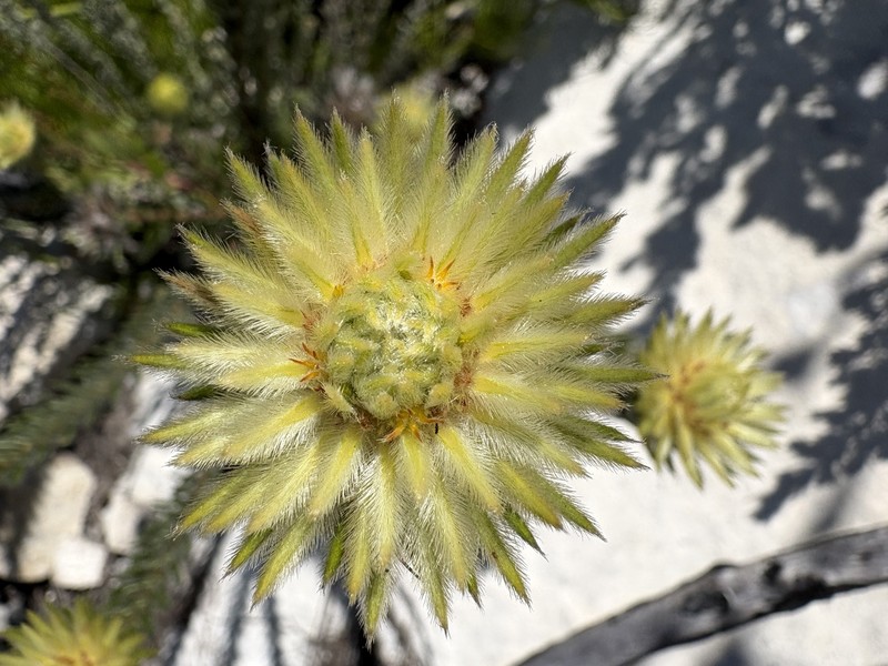 Phylica pubescens var. orientalis photo 4