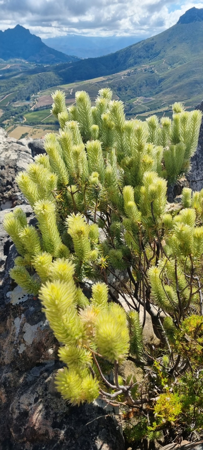 Phylica pubescens var. pubescens
