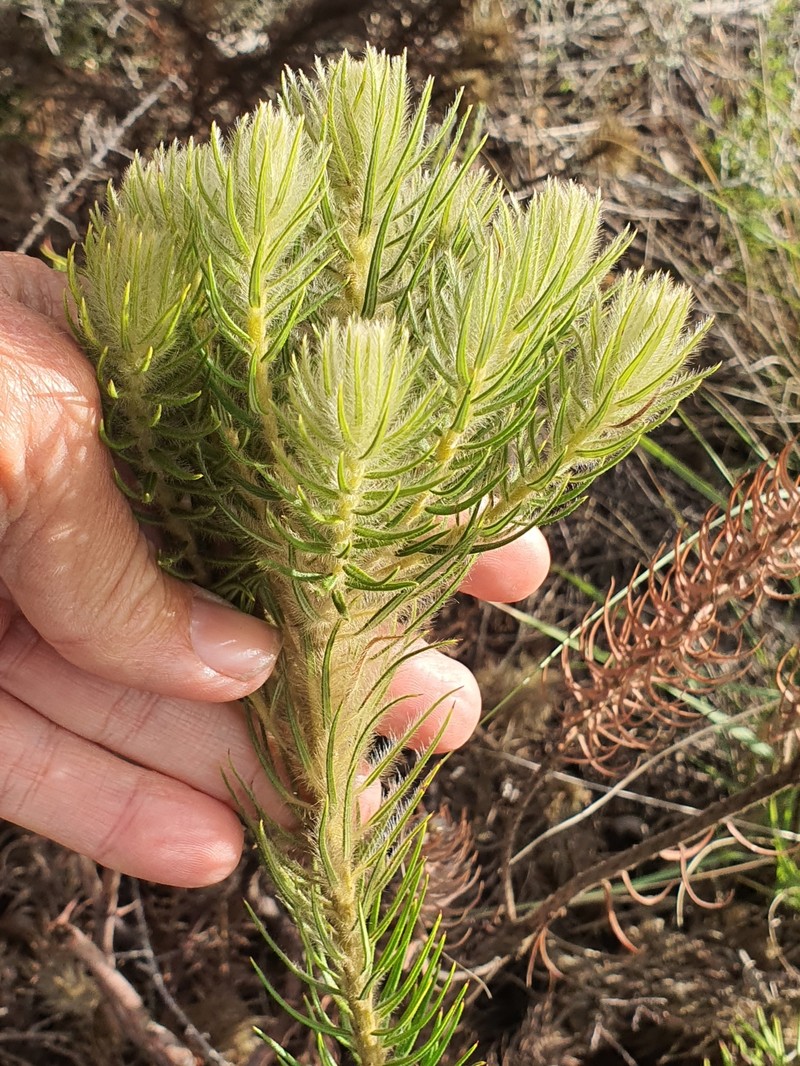 Phylica pubescens var. pubescens photo 2