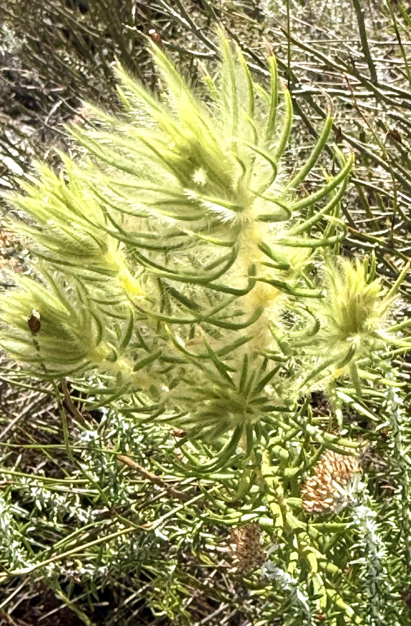 Phylica pubescens var. pubescens photo 3