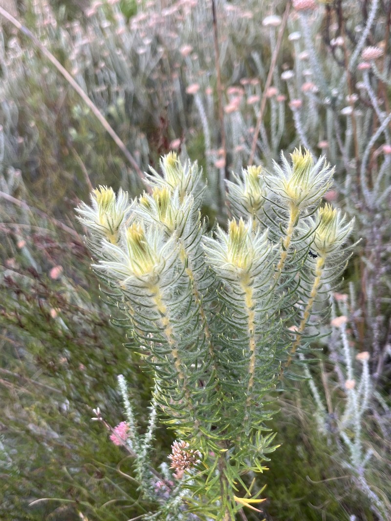 Phylica pubescens var. pubescens photo 4