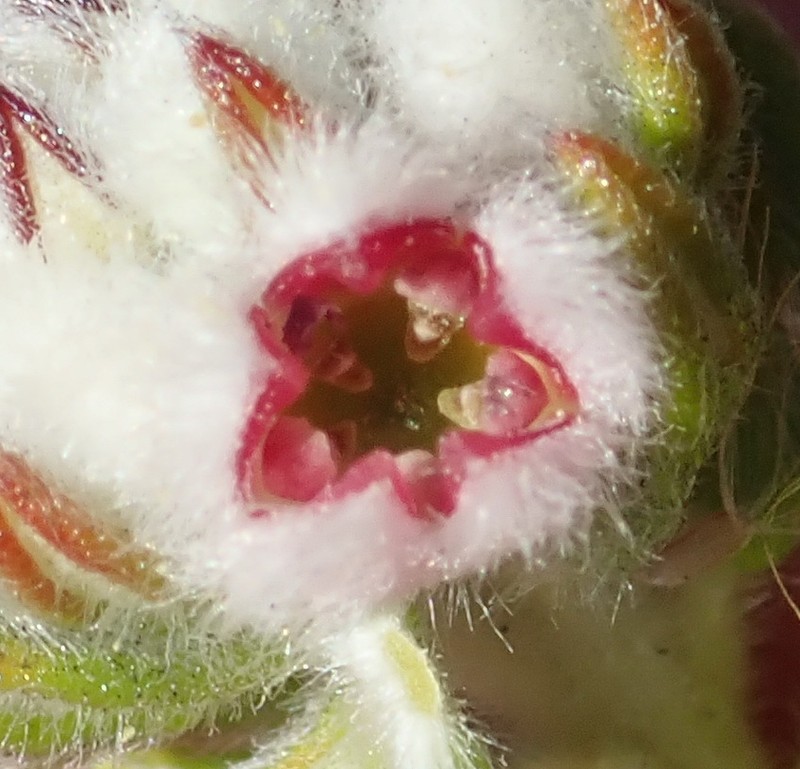 Phylica purpurea var. floccosa