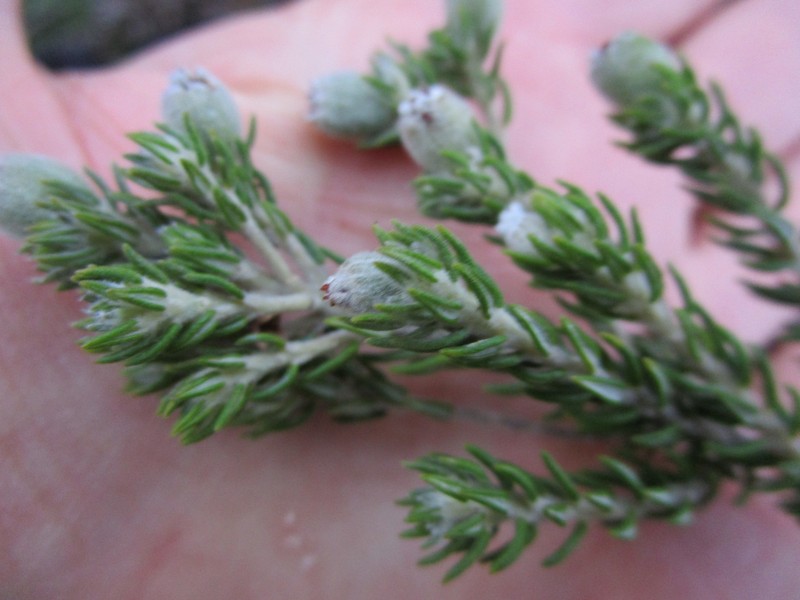 Phylica purpurea var. floccosa photo 2