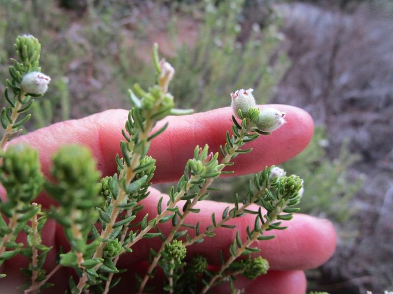 Phylica purpurea var. floccosa photo 3