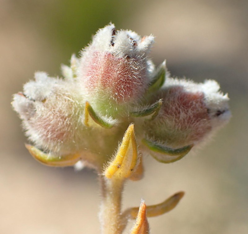 Phylica purpurea var. floccosa photo 4