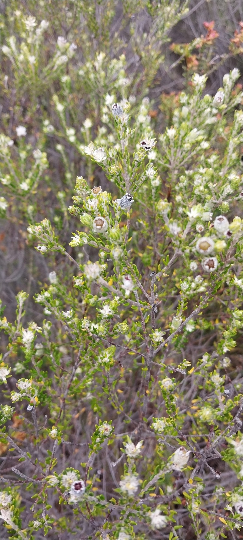 Phylica purpurea var. pearsonii