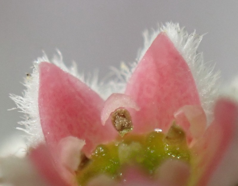 Phylica purpurea var. pearsonii photo 2