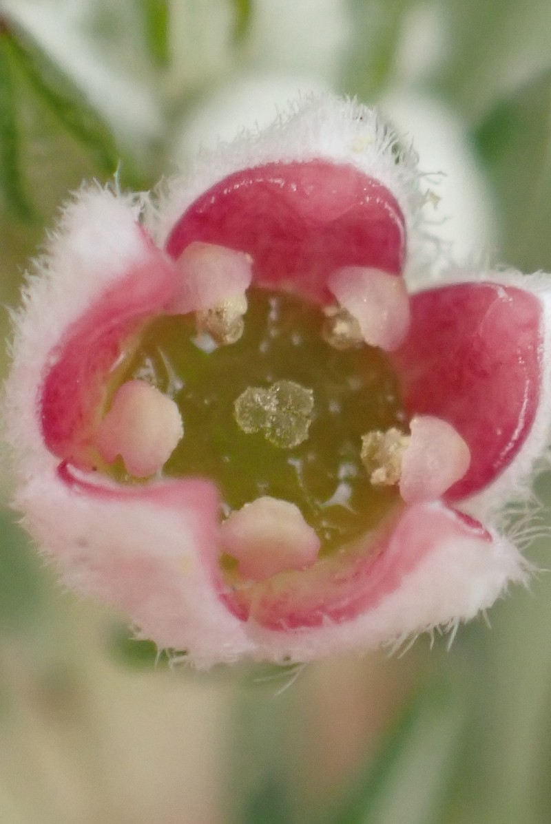 Phylica purpurea var. pearsonii photo 3