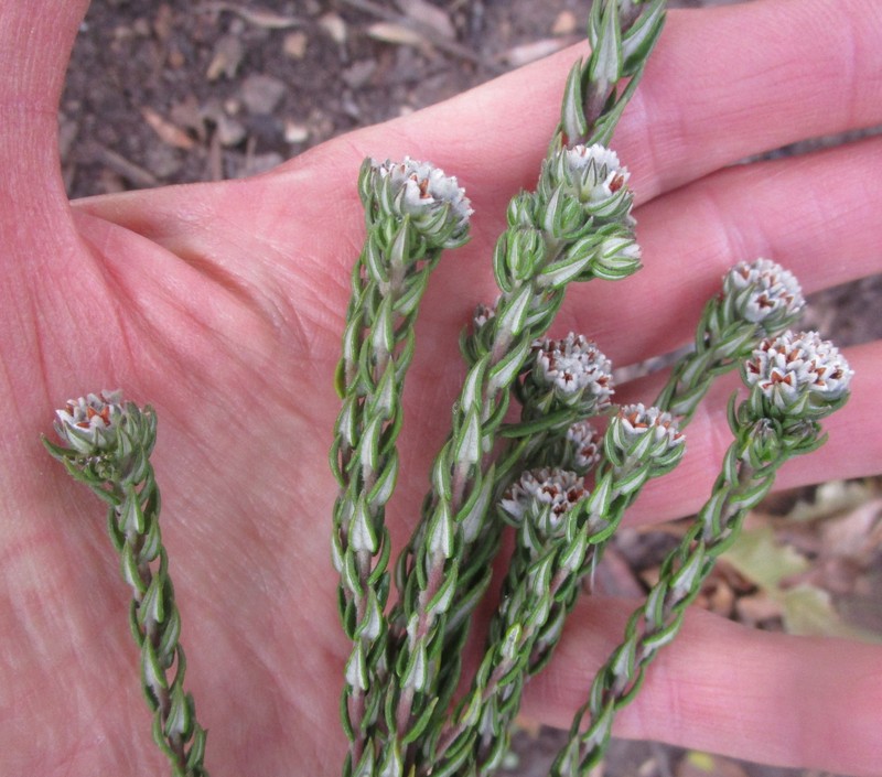 Phylica purpurea var. pearsonii photo 4