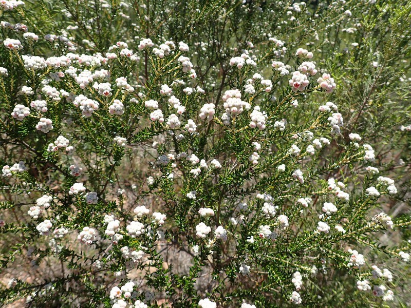 Phylica purpurea var. purpurea