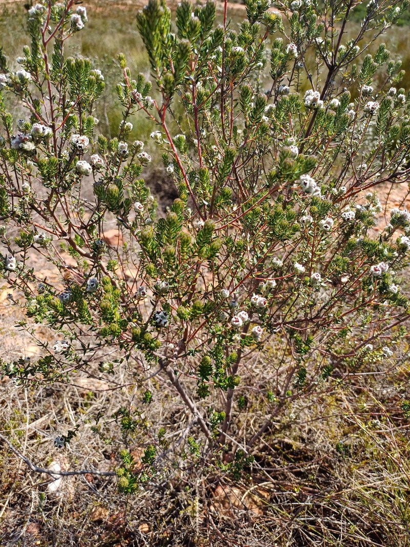Phylica purpurea var. purpurea photo 2