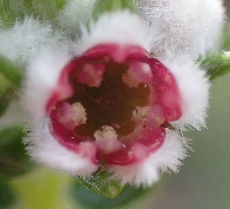 Phylica purpurea var. purpurea photo 4