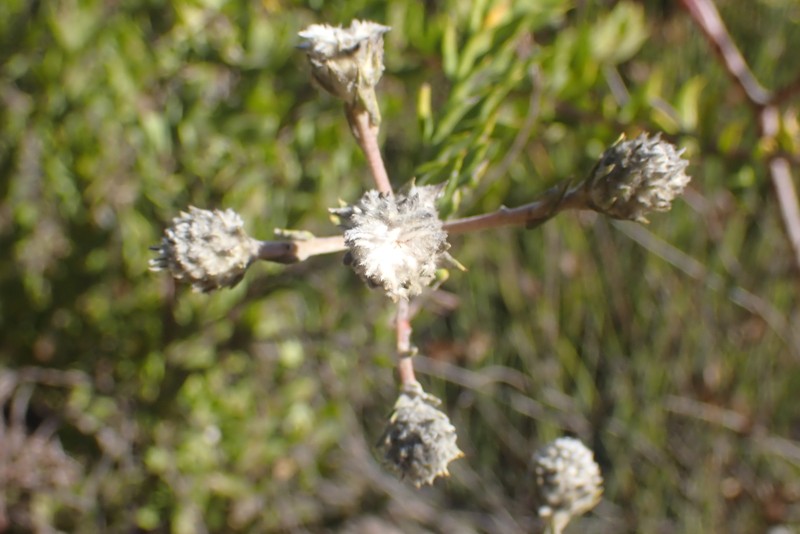 Phylica spicata var. piquetbergensis