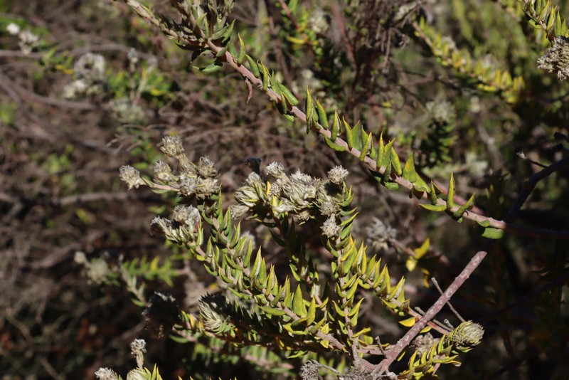 Phylica spicata var. piquetbergensis photo 2