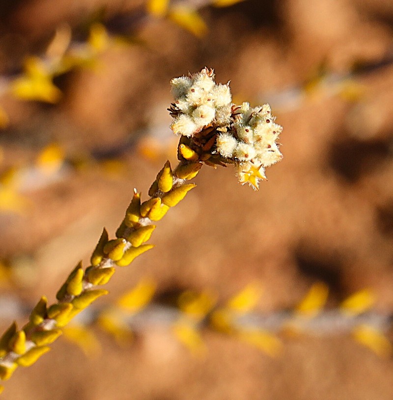 Phylica spicata var. piquetbergensis photo 3