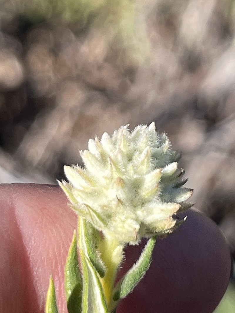 Phylica spicata var. piquetbergensis photo 4