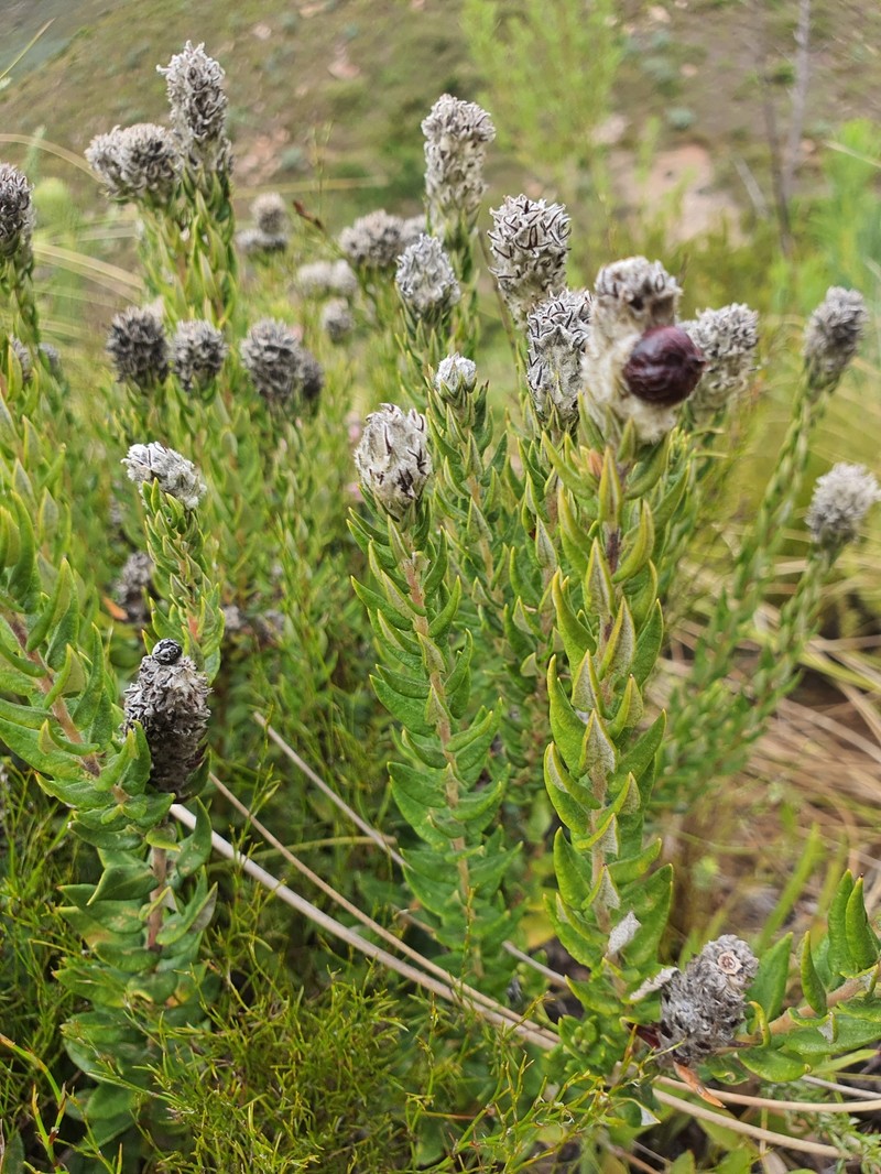 Phylica spicata var. spicata