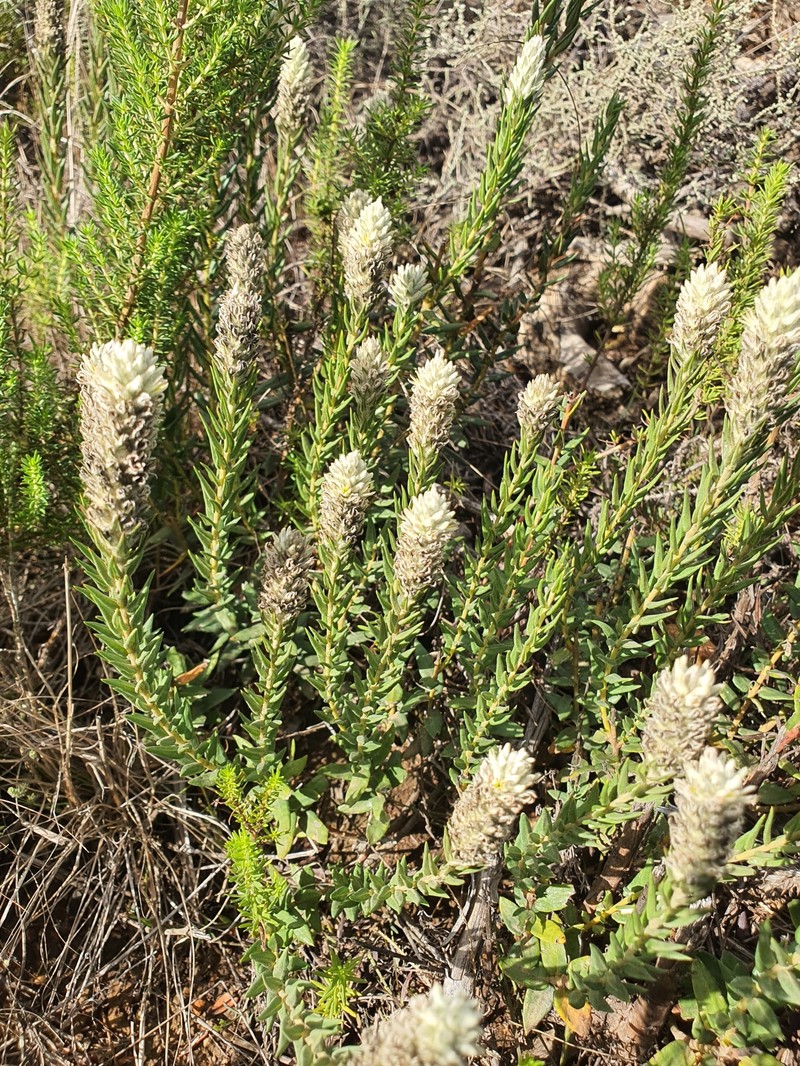Phylica spicata var. spicata photo 2