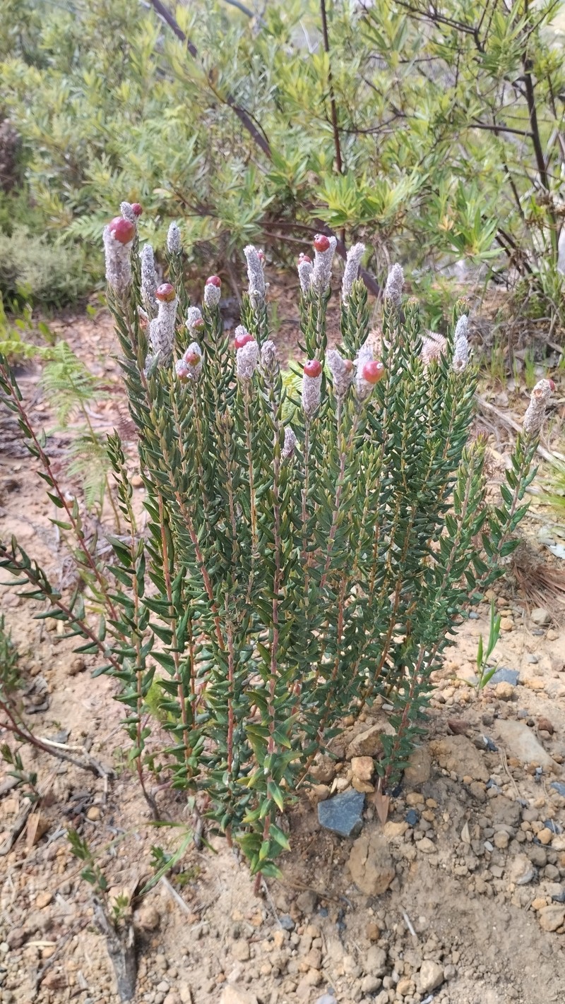 Phylica spicata var. spicata photo 3