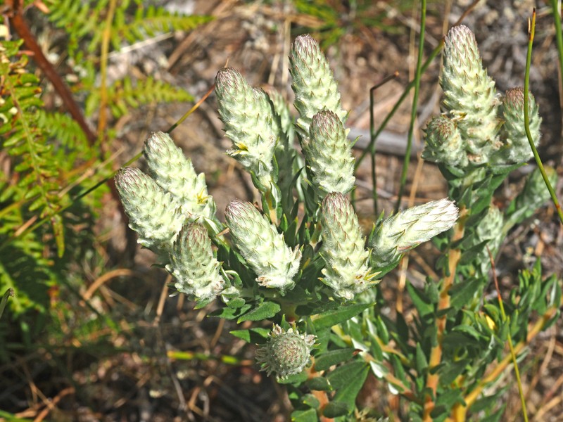 Phylica spicata var. spicata photo 4