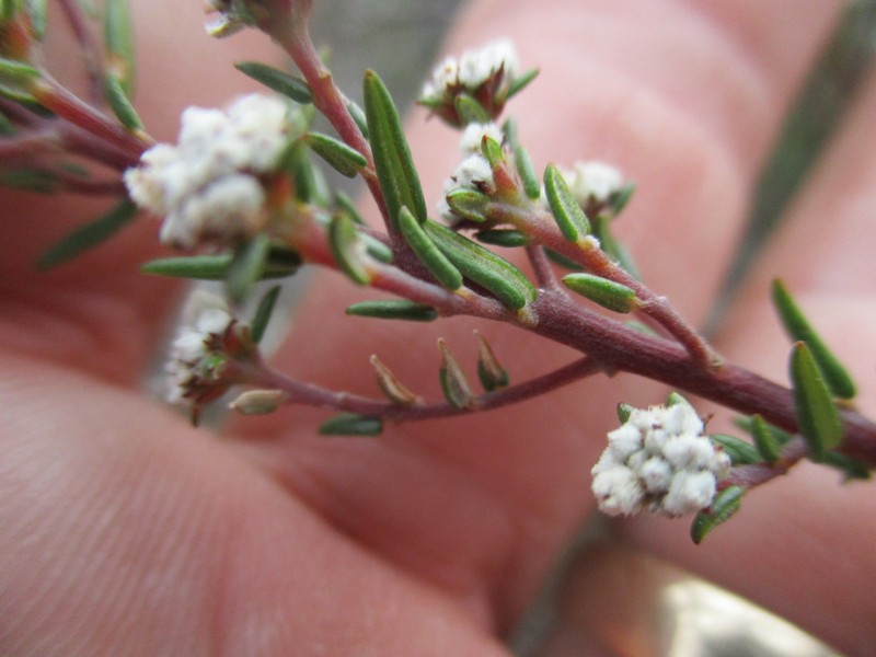 Phylica stenopetala var. stenopetala