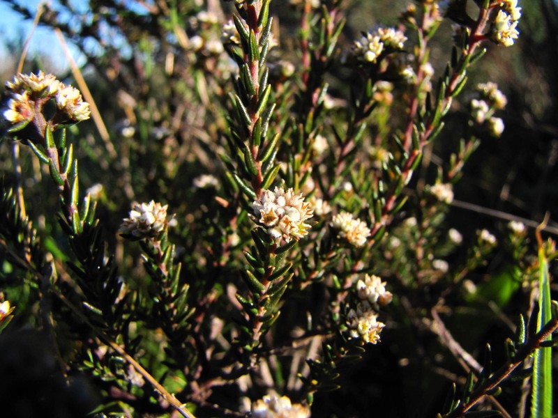 Phylica stenopetala var. stenopetala photo 2