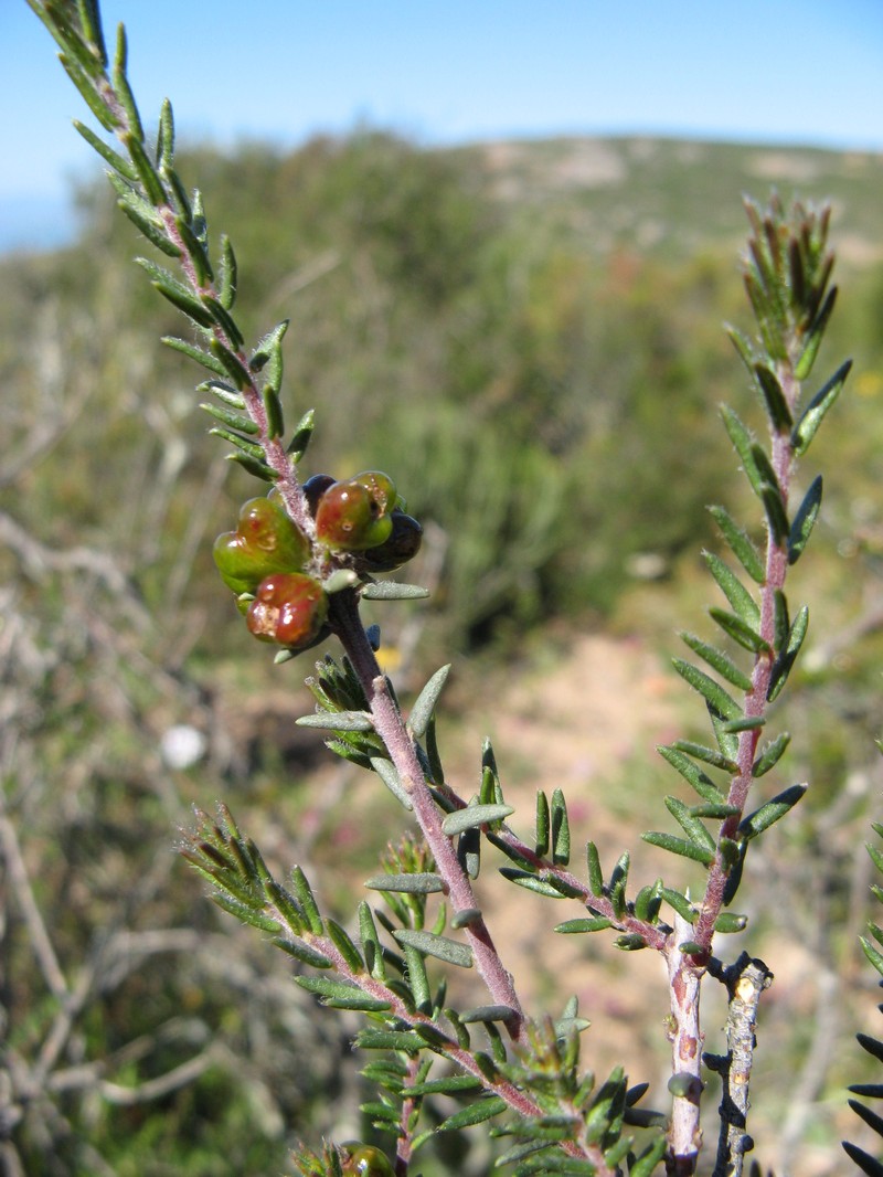 Phylica stenopetala var. stenopetala photo 3