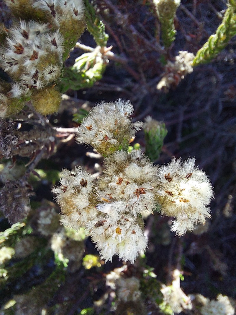 Phylica strigosa var. elongata