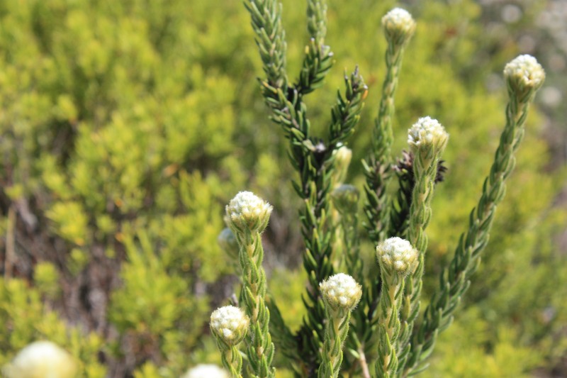 Phylica strigosa var. strigosa