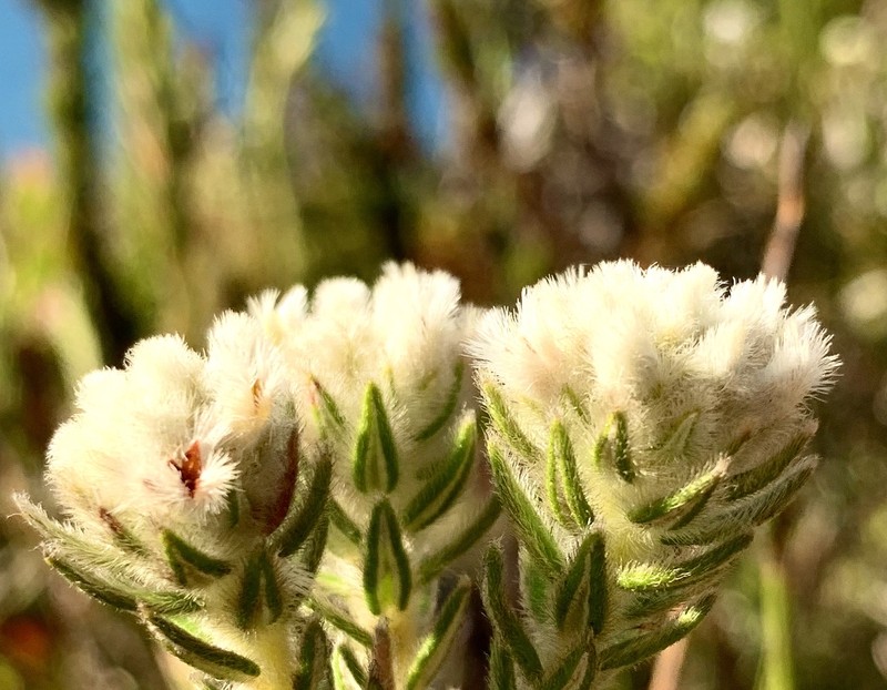 Phylica strigosa var. strigosa photo 2