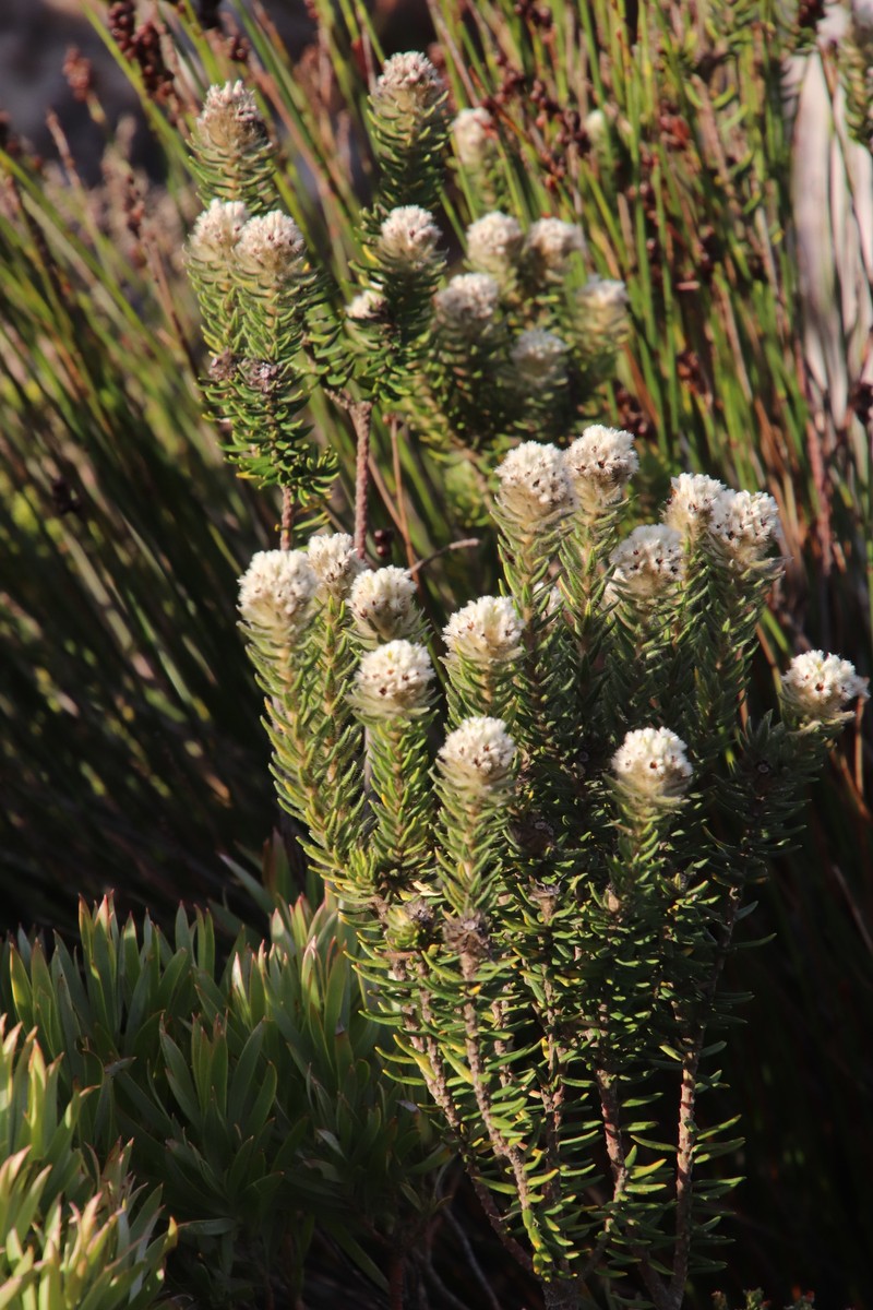 Phylica strigosa var. strigosa photo 3