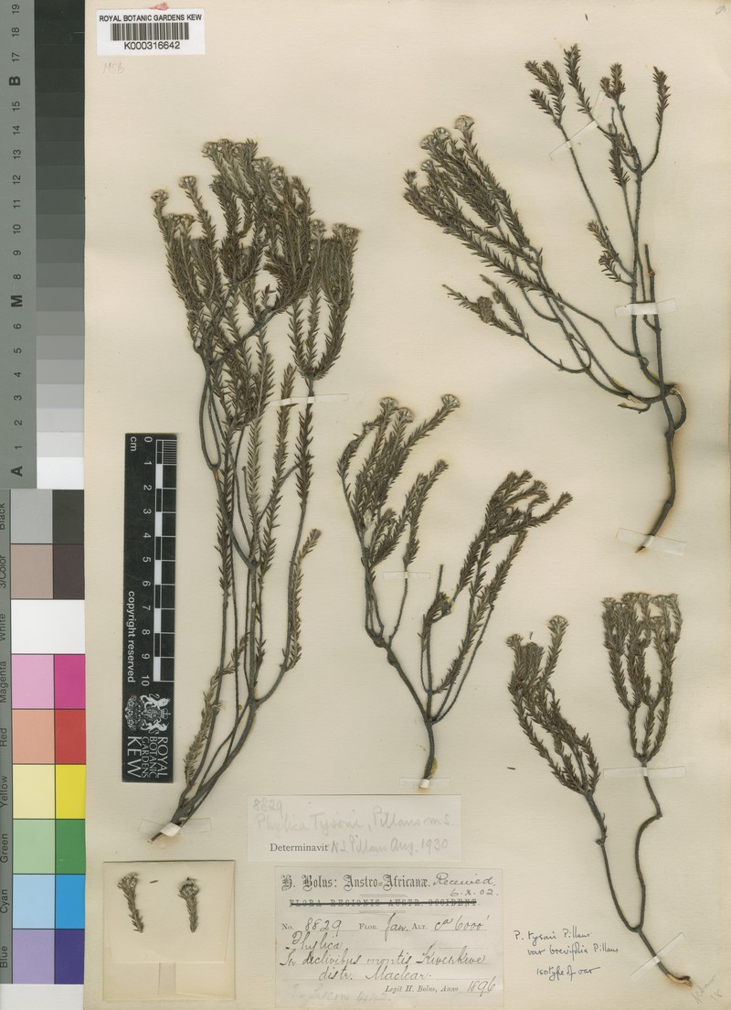 Phylica tysonii var. brevifolia