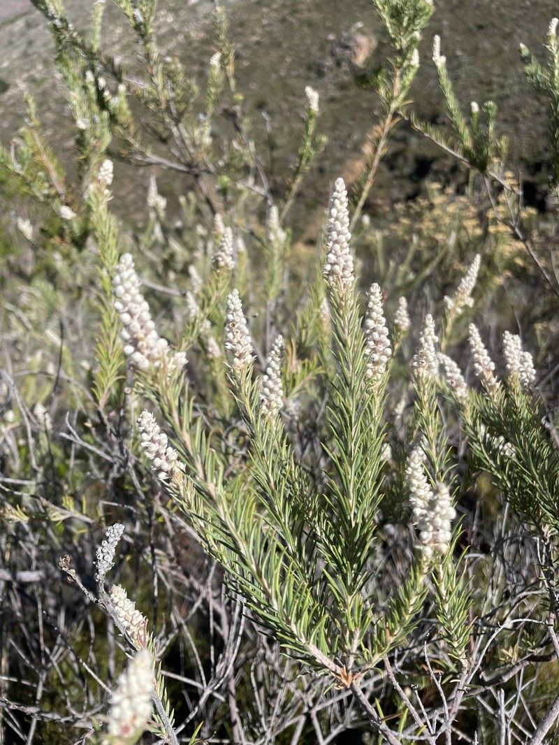 Phylica villosa var. pedicellata