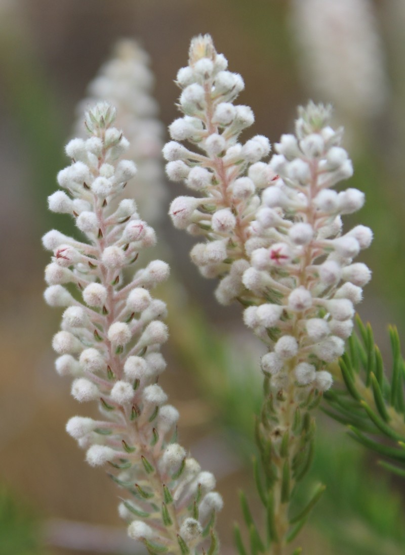 Phylica villosa var. pedicellata photo 2