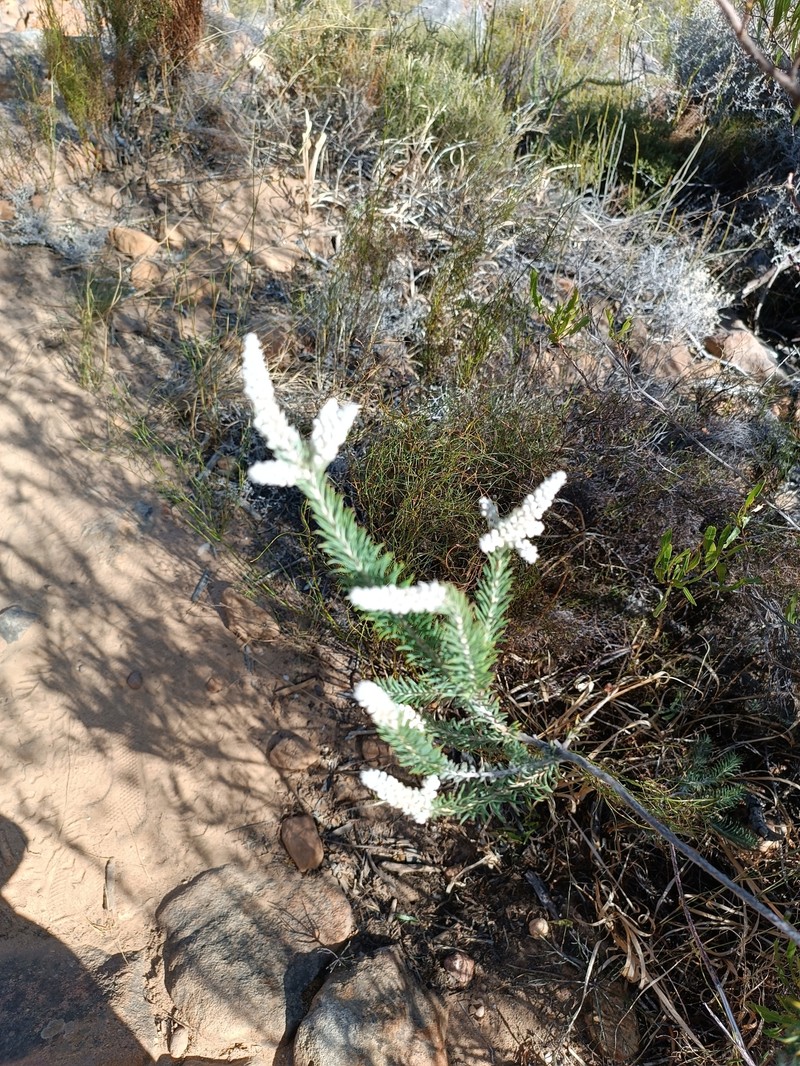 Phylica villosa var. pedicellata photo 3