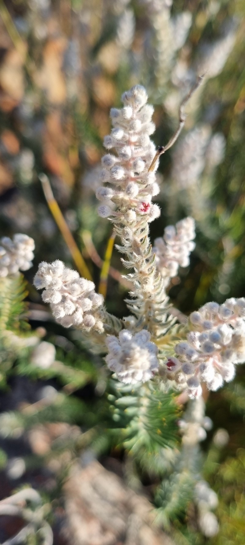 Phylica villosa var. pedicellata photo 4