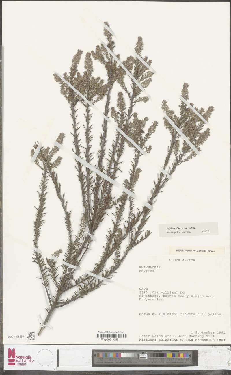 Phylica villosa var. villosa