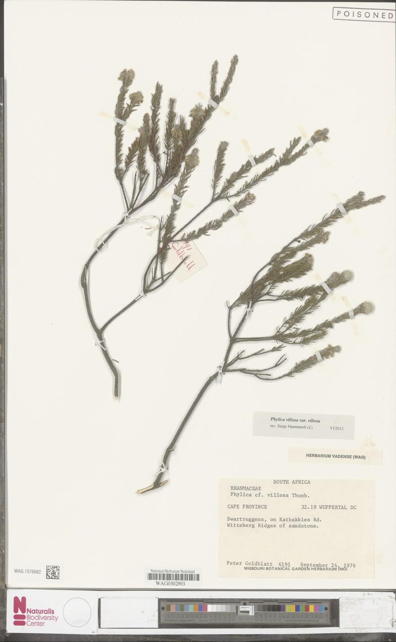 Phylica villosa var. villosa photo 2