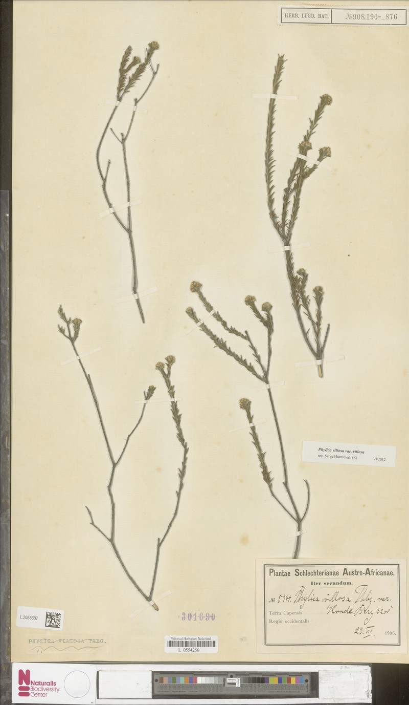 Phylica villosa var. villosa photo 3