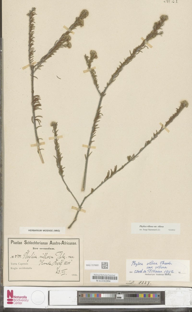 Phylica villosa var. villosa photo 4
