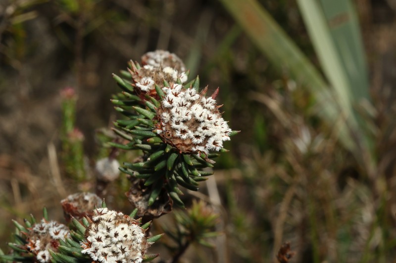 Phylica vulgaris var. burchellii