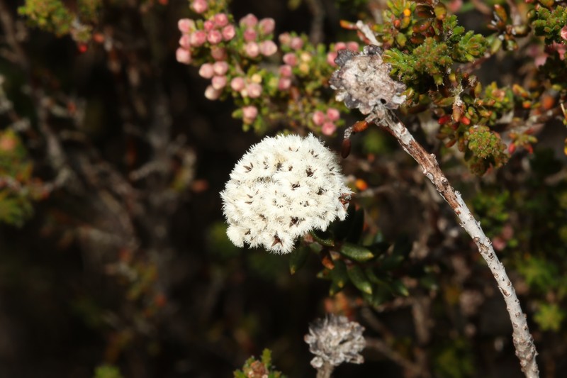 Phylica vulgaris var. burchellii photo 2