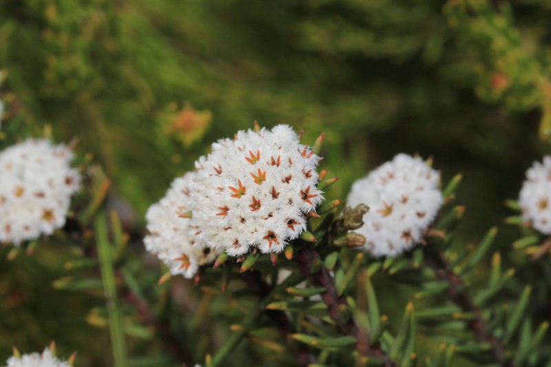 Phylica vulgaris var. burchellii photo 3