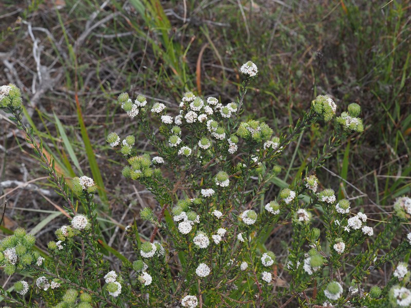 Phylica vulgaris var. burchellii photo 4