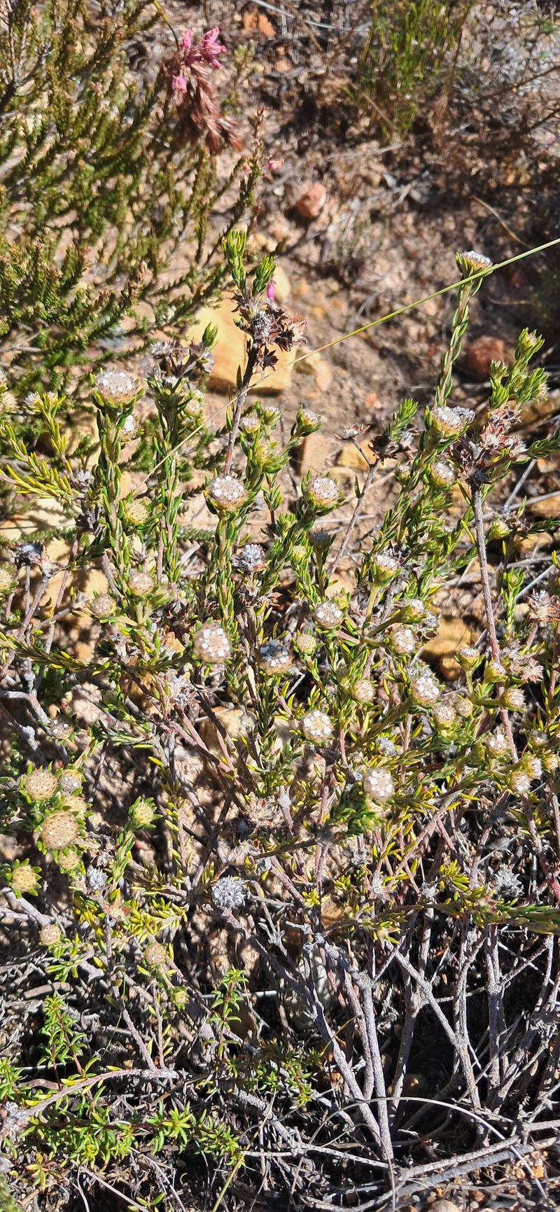 Phylica vulgaris var. major