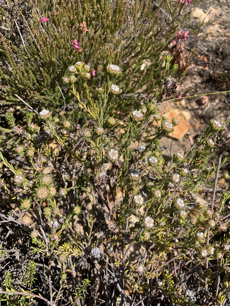 Phylica vulgaris var. major photo 2
